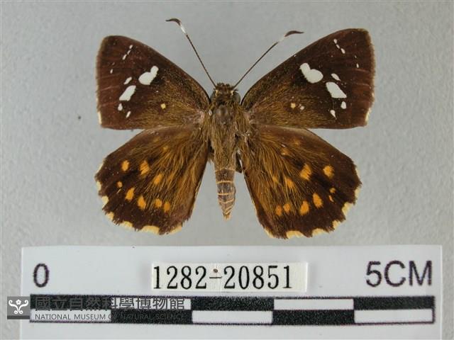 小星弄蝶藏品圖，第1張