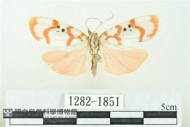 臺雪苔蛾藏品圖，第1張