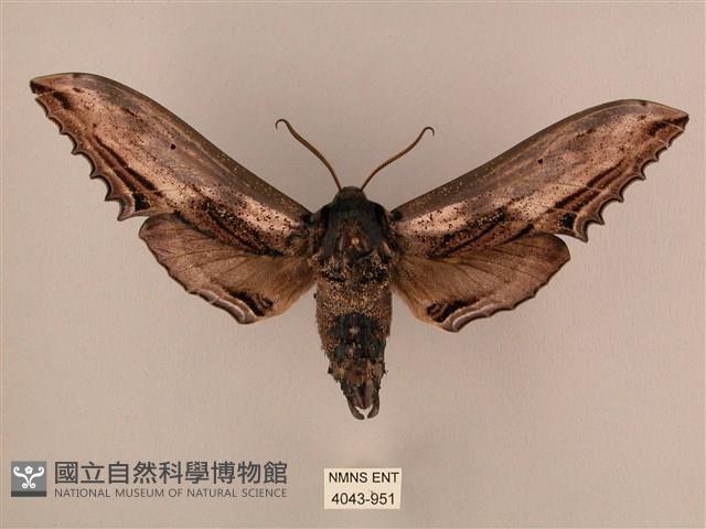 臺灣鋸翅天蛾藏品圖，第1張
