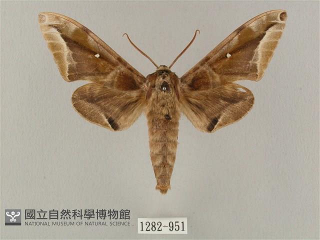 白點天蛾 藏品圖，第1張