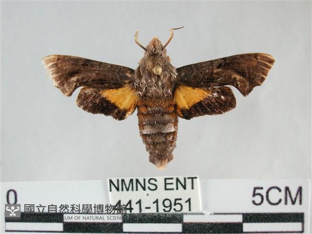 三角凹緣天蛾藏品圖，第1張