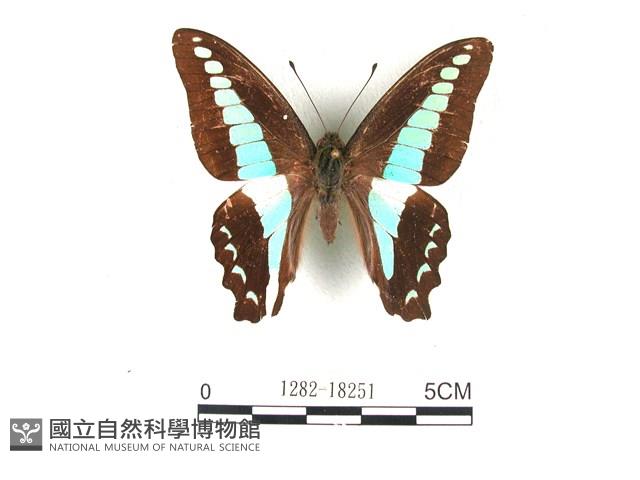 青帶鳳蝶藏品圖，第1張