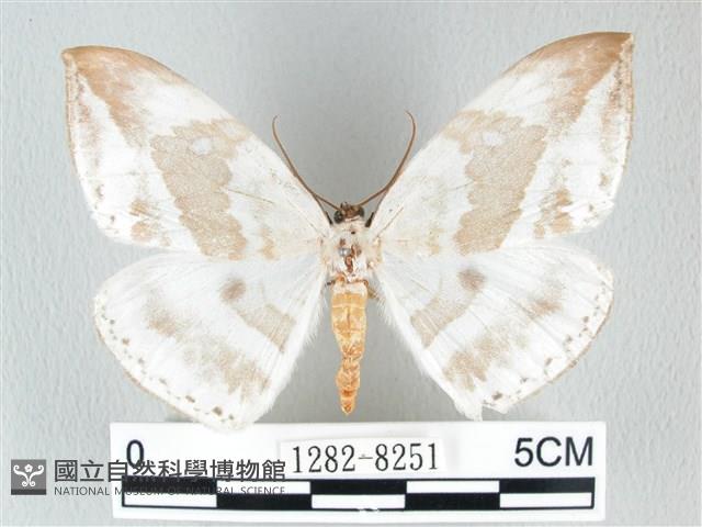 圓翅大鉤蛾藏品圖，第1張