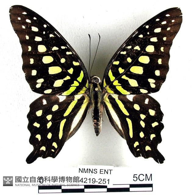 翠斑青鳳蝶藏品圖，第1張