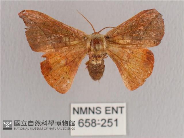 銀端帶鉤蛾藏品圖，第1張