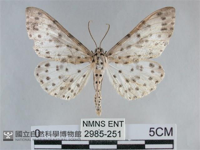 大胡麻斑星尺蛾藏品圖，第1張