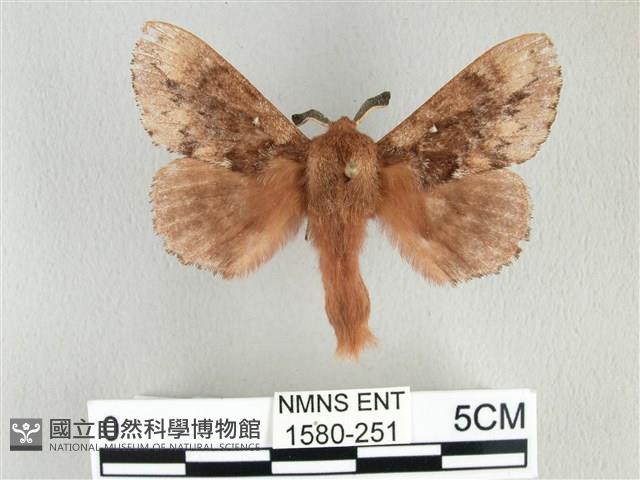 臺灣鋸紋枯葉蛾藏品圖，第1張