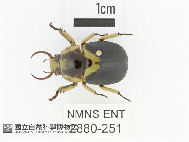 臺灣鍬形金龜藏品圖，第1張