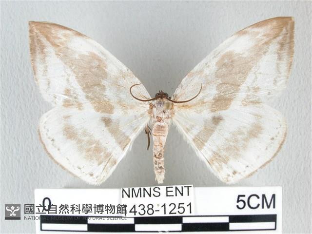 圓翅大鉤蛾藏品圖，第1張