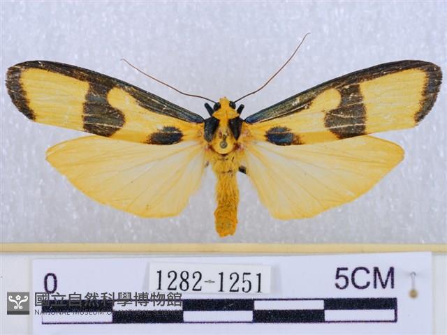 閃光苔蛾藏品圖，第1張