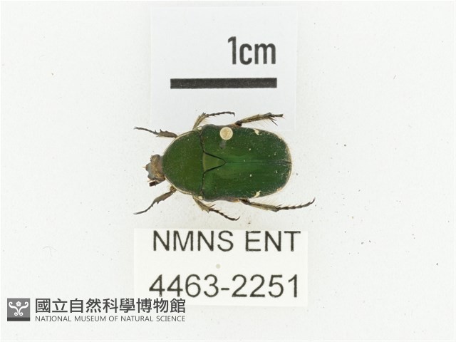 臺灣小綠花金龜藏品圖，第1張