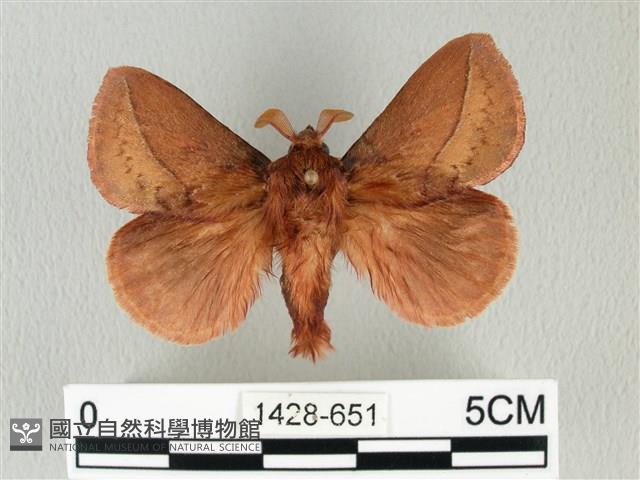 褐斜帶枯葉蛾藏品圖，第1張