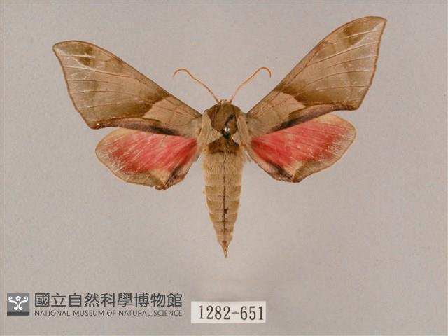 榆綠天蛾藏品圖，第1張