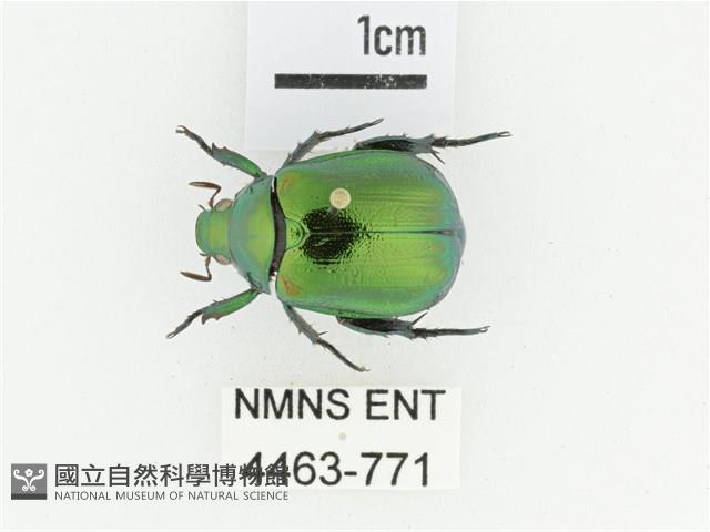 艷金龜藏品圖，第1張