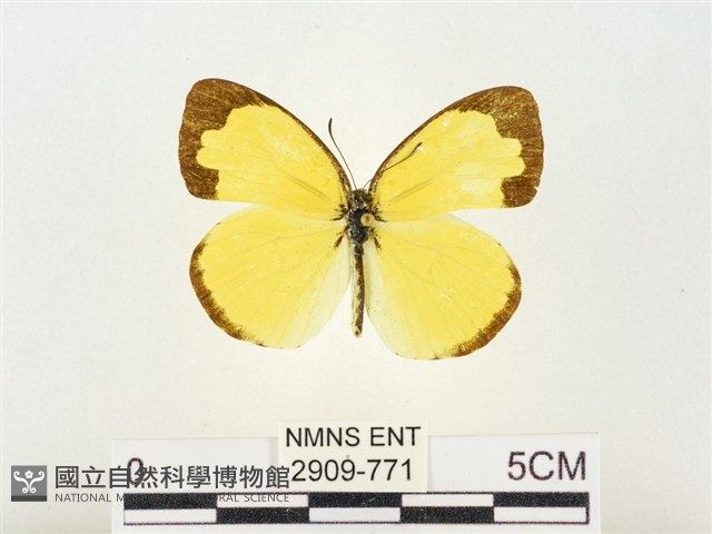 島嶼黃蝶、江崎黃蝶藏品圖，第1張