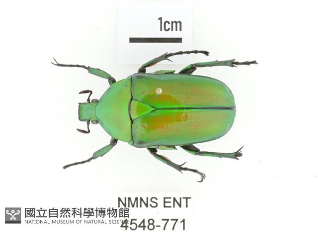 金艷騷金龜藏品圖，第1張