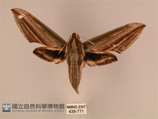 棕綠背線天蛾藏品圖，第1張