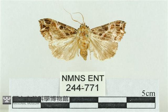 粉紅帶散紋夜蛾藏品圖，第1張