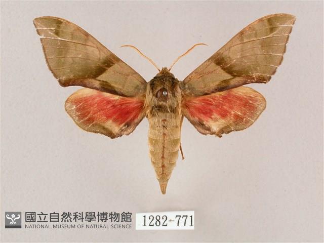 榆綠天蛾藏品圖，第1張