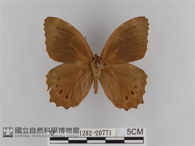 褐翅蔭眼蝶藏品圖，第1張