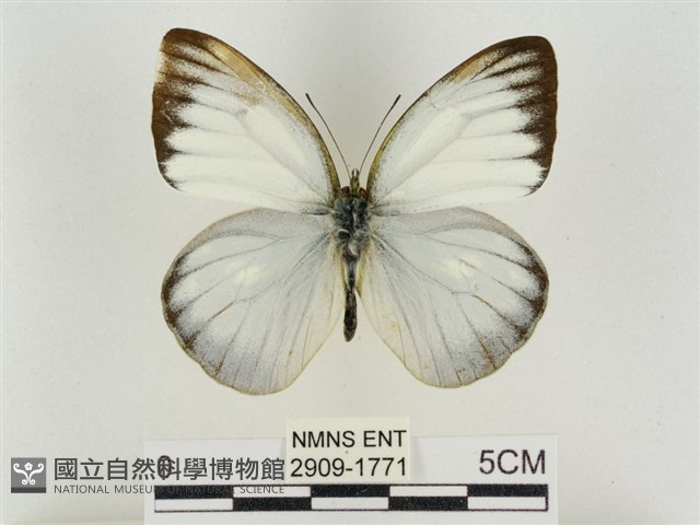 淡褐脈粉蝶藏品圖，第1張