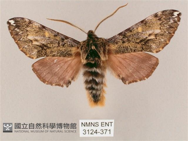 井上氏絨毛天蛾藏品圖，第1張