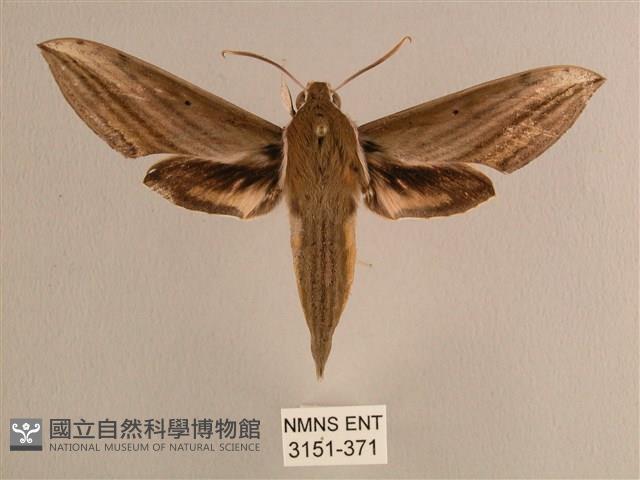 背線天蛾藏品圖，第1張