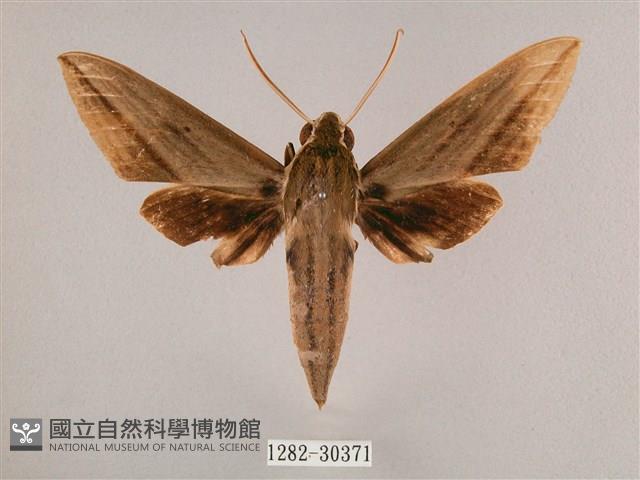 背帶斜紋天蛾藏品圖，第1張