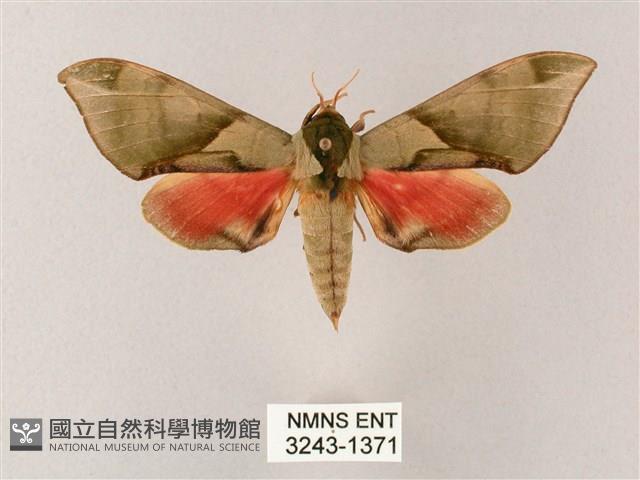 榆綠天蛾藏品圖，第1張