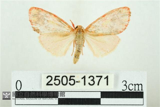 三色豔苔蛾藏品圖，第1張