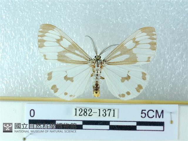 粉蝶燈蛾藏品圖，第1張