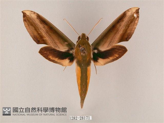 綠背斜紋天蛾藏品圖，第1張