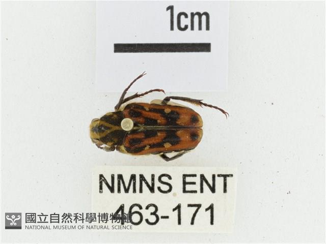 叉斑陷紋金龜藏品圖，第1張