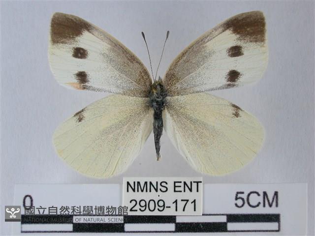 白粉蝶、紋白蝶藏品圖，第1張