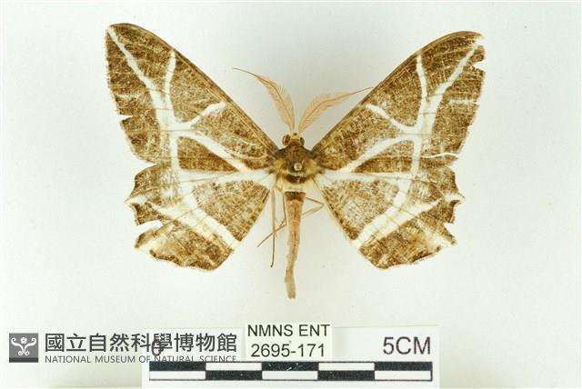 樹形尺蛾藏品圖，第1張