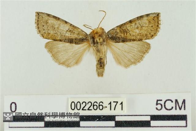 帶波紋蛾藏品圖，第1張