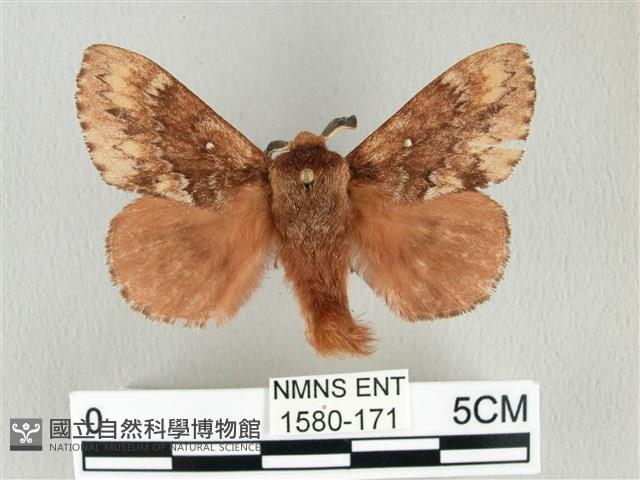 臺灣鋸紋枯葉蛾藏品圖，第1張