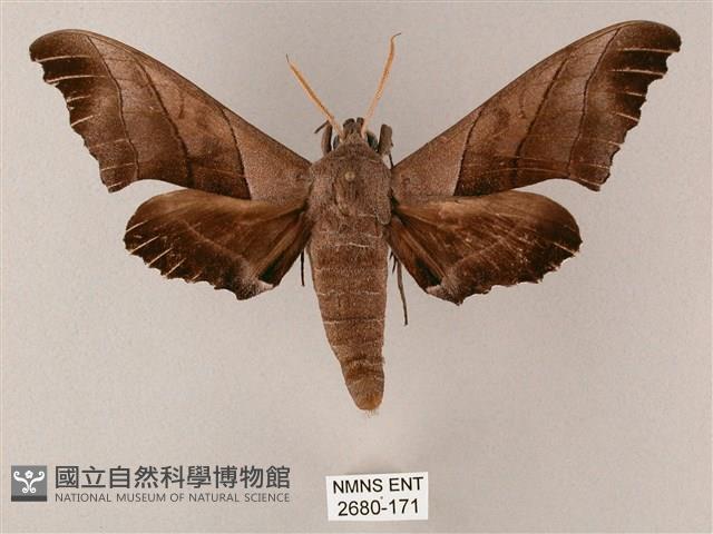 齒翅三線天蛾藏品圖，第1張