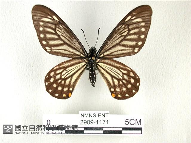 黃星斑鳳蝶藏品圖，第1張