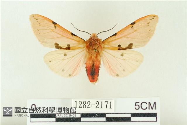 棍棒污燈蛾藏品圖，第1張