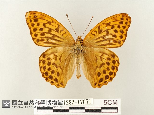 綠豹蛺蝶藏品圖，第1張
