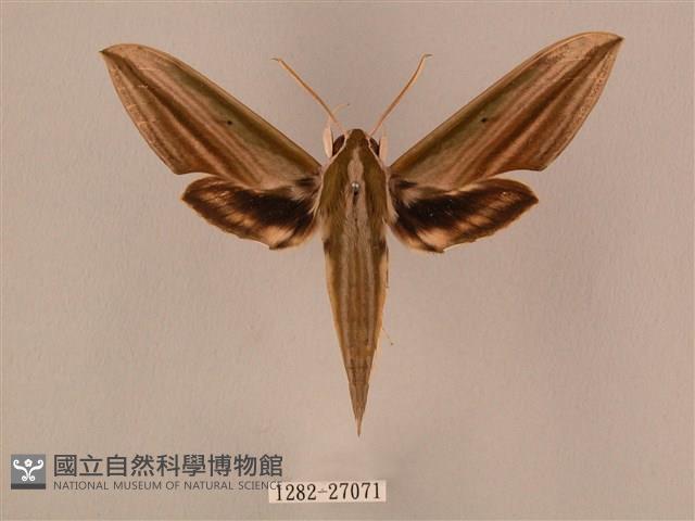 棕綠背線天蛾藏品圖，第1張