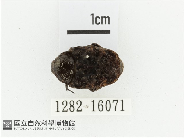橙斑花金龜藏品圖，第1張