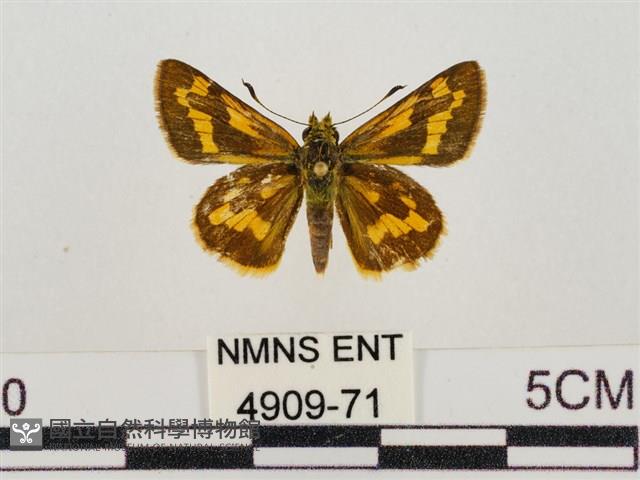 淡黃斑弄蝶藏品圖，第1張
