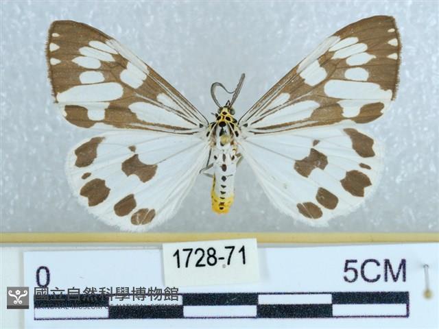 粉蝶燈蛾藏品圖，第1張