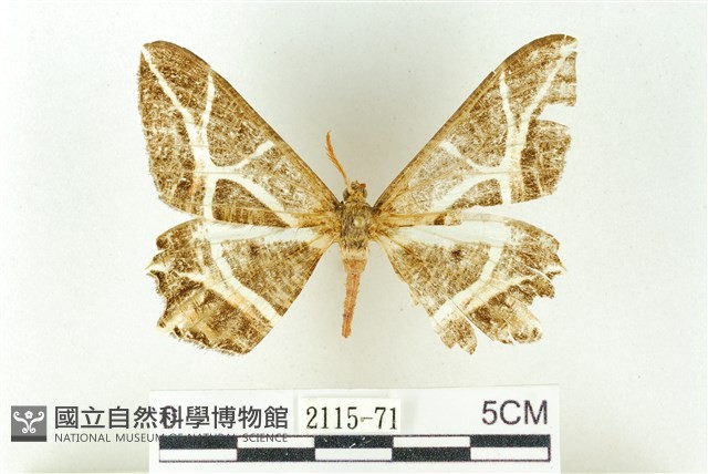 樹形尺蛾藏品圖，第1張