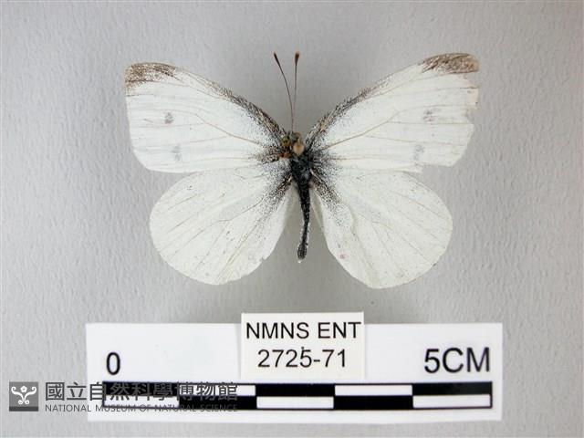 白粉蝶、紋白蝶藏品圖，第1張