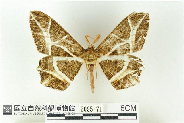 樹形尺蛾藏品圖，第1張