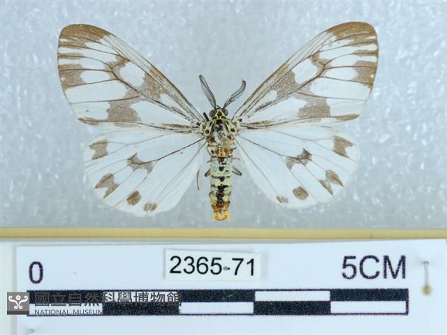 粉蝶燈蛾藏品圖，第1張