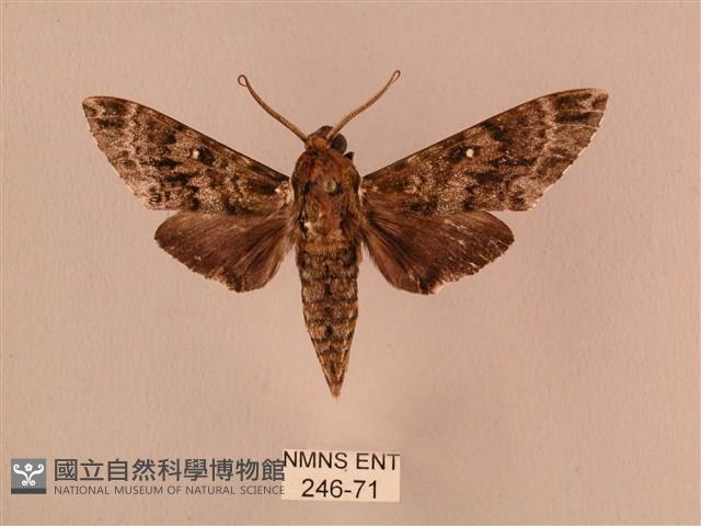 白星天蛾藏品圖，第1張